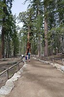 Yosemite - Mariposa Grove4