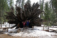 Yosemite - Mariposa Grove3