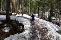 Yosemite - Mariposa Grove2