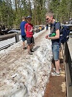Yosemite - Mariposa Grove1