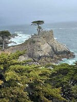 17-Mile Drive - Lone Cypress