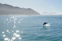 Kaikoura9