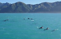 Kaikoura8
