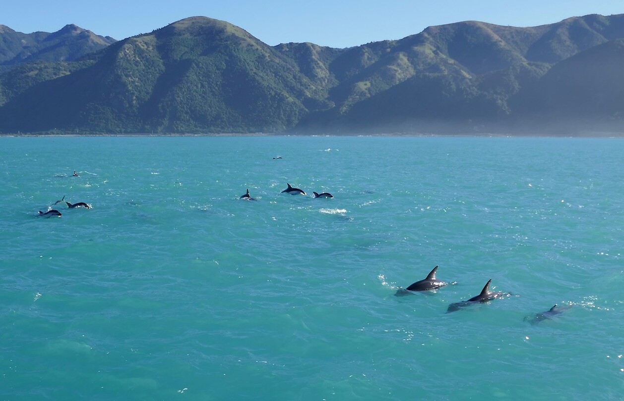 Kaikoura8