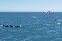 Kaikoura7