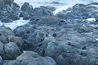 Onderweg vanuit Kaikoura - zeehonden