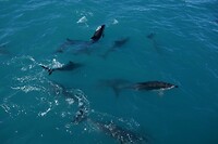Kaikoura6