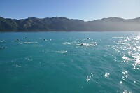 Kaikoura4