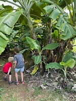 Daintree Ice Cream1