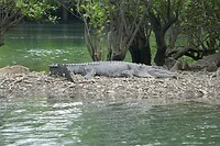 Crocs2