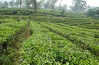 Gunung Mas2