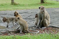 Pangandaran03