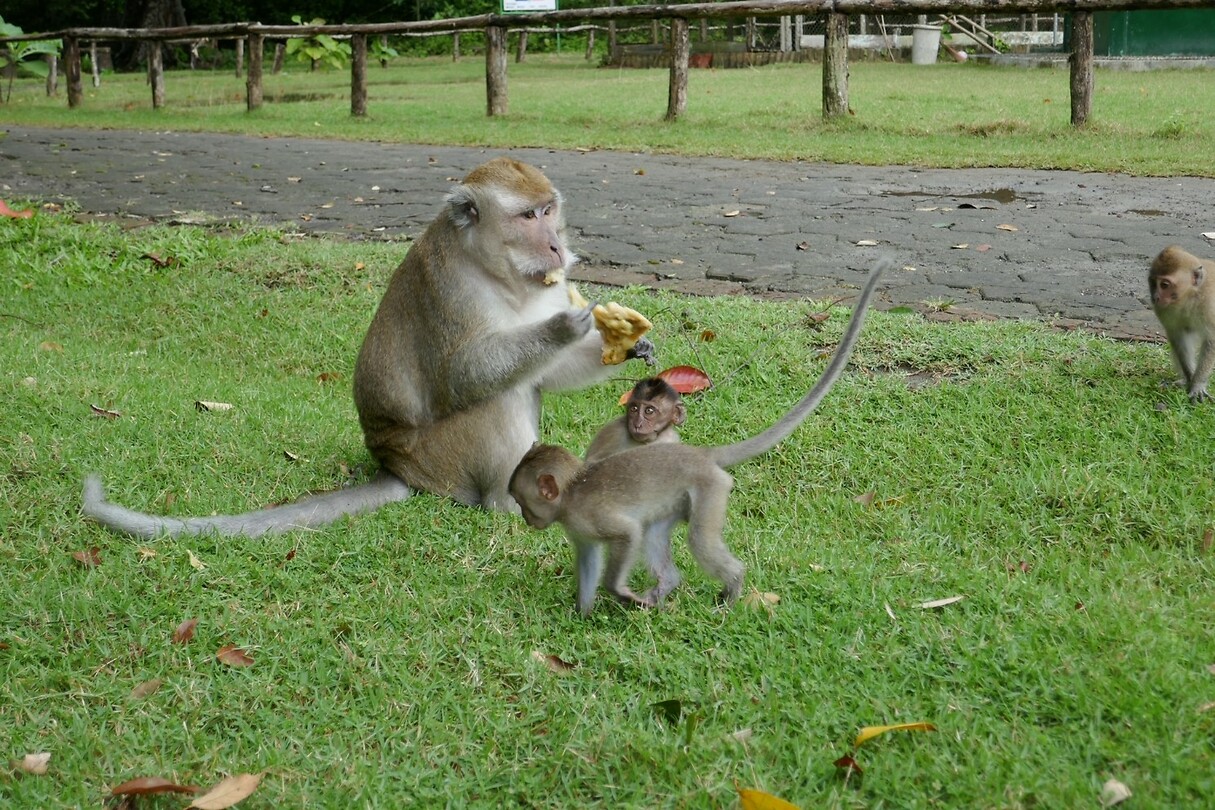 Pangandaran02