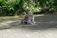 Merapi_aap