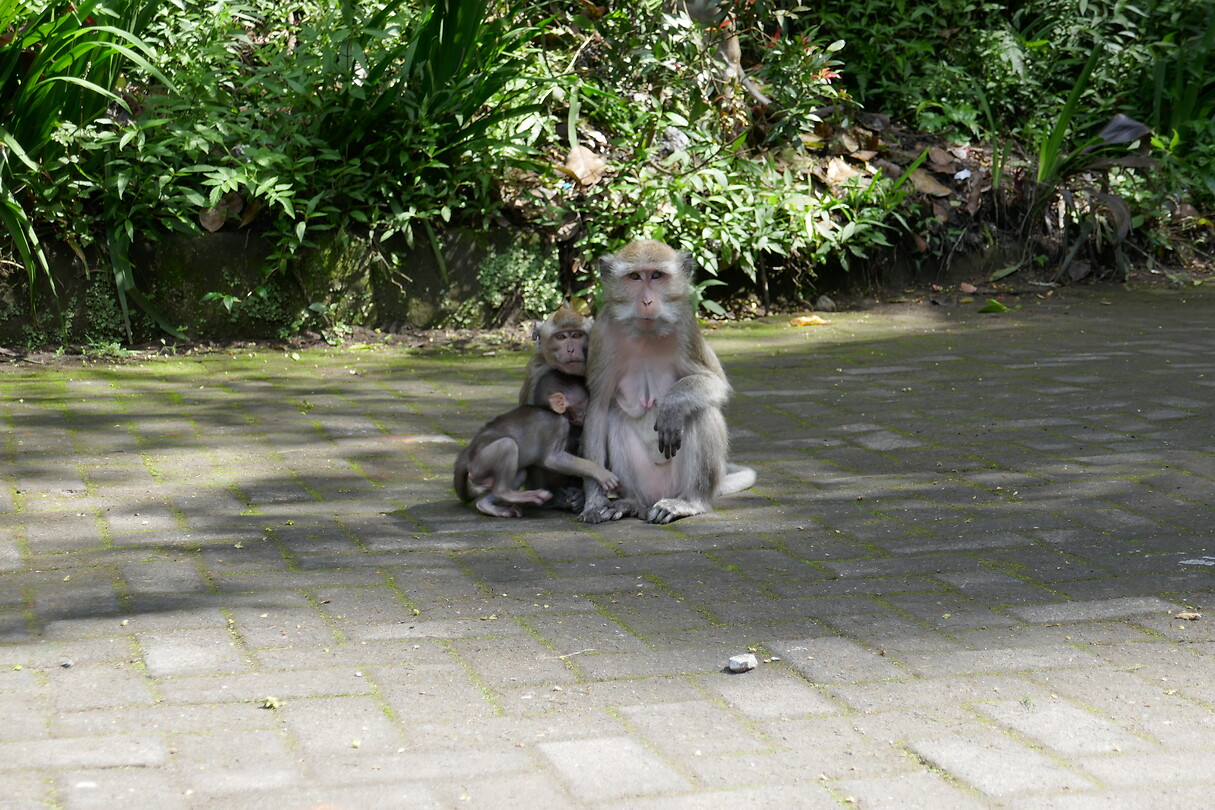 Merapi_aap