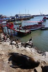 Zeeleeuwen en pelikaanen aan het chillen in de haven van Arica