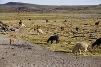 Vicunas aan het grazen