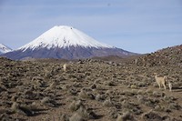 Mama en baby vicuna, smelt!