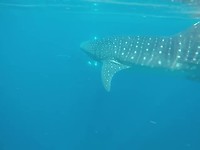 Meet our friends!