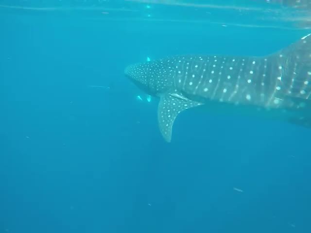 Meet our friends!