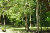 Aapjes in Tikal