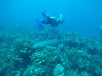 Nurseshark: awesoooome!