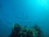 Finding Nemo (jammer genoeg geen Nemo's gezien)
