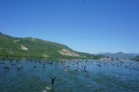 Vogeltjes