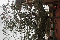 IMG_9022