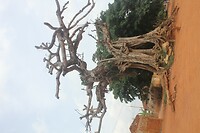 IMG_9250