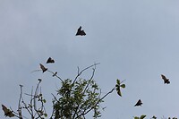 IMG_9263