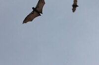 IMG_9266