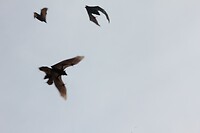 IMG_9267