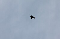 IMG_9276