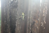 IMG_9295