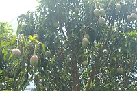 IMG_9321