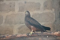 IMG_9415