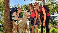 met lama Hércules op de foto
