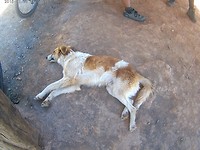 Hondje ter gezelschap