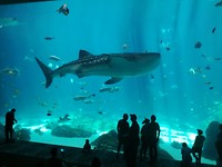 IMG_20170502_135244_1