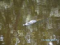 Swamp tour (3)