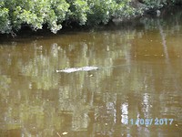 Swamp tour (4)