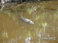 Swamp tour (5)