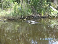 Swamp tour (6)