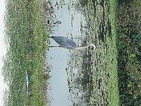 Apopka Wildlife Drive (1)