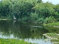 Apopka Wildlife Drive (11)