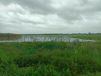 Apopka Wildlife Drive (12)
