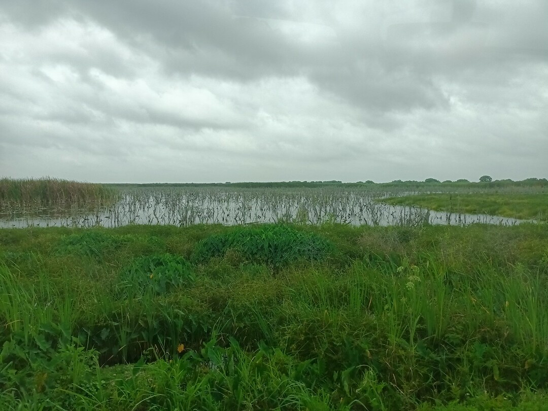Apopka Wildlife Drive (12)