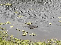 Apopka Wildlife Drive (13)