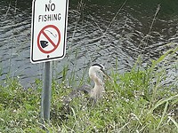 Apopka Wildlife Drive (14)
